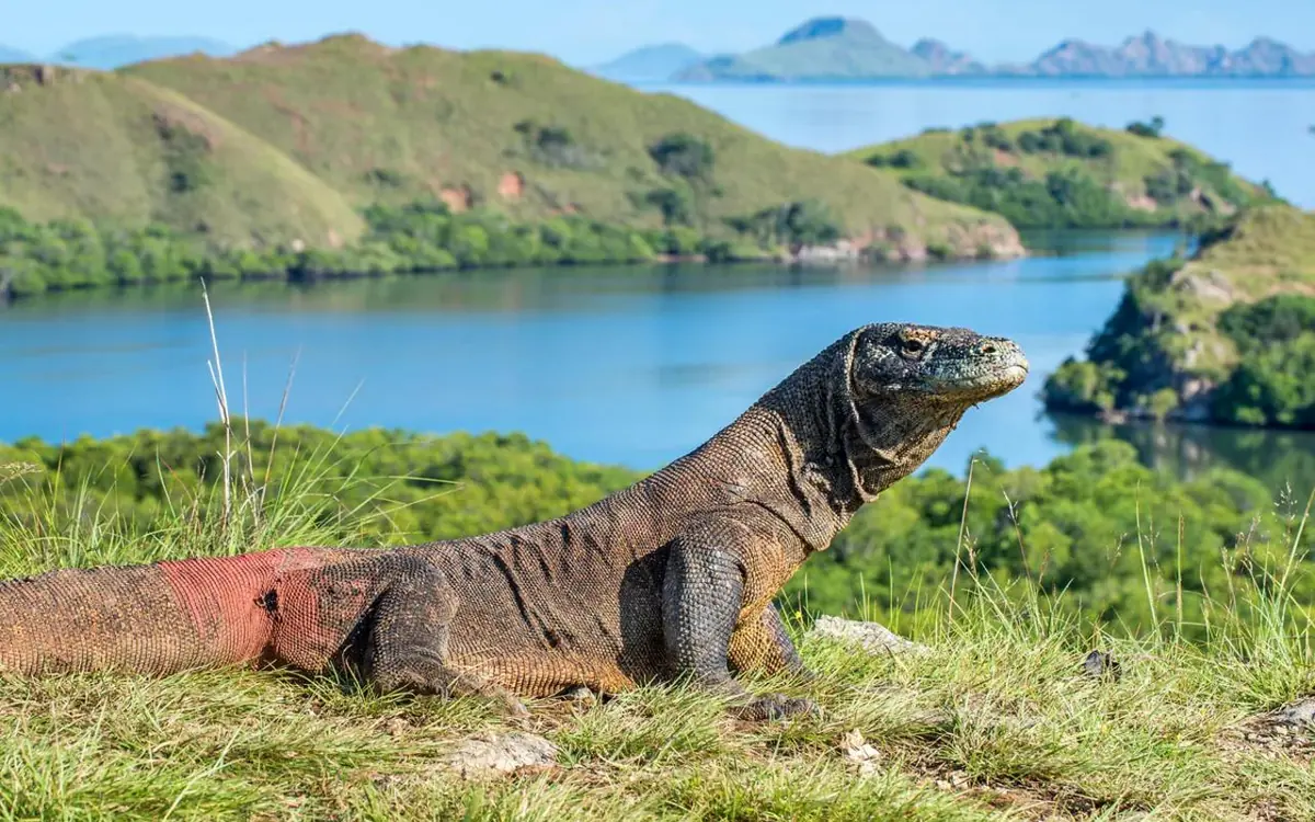 A Komodo dragon standing on a grassy headland above a blue bay ringed by islands