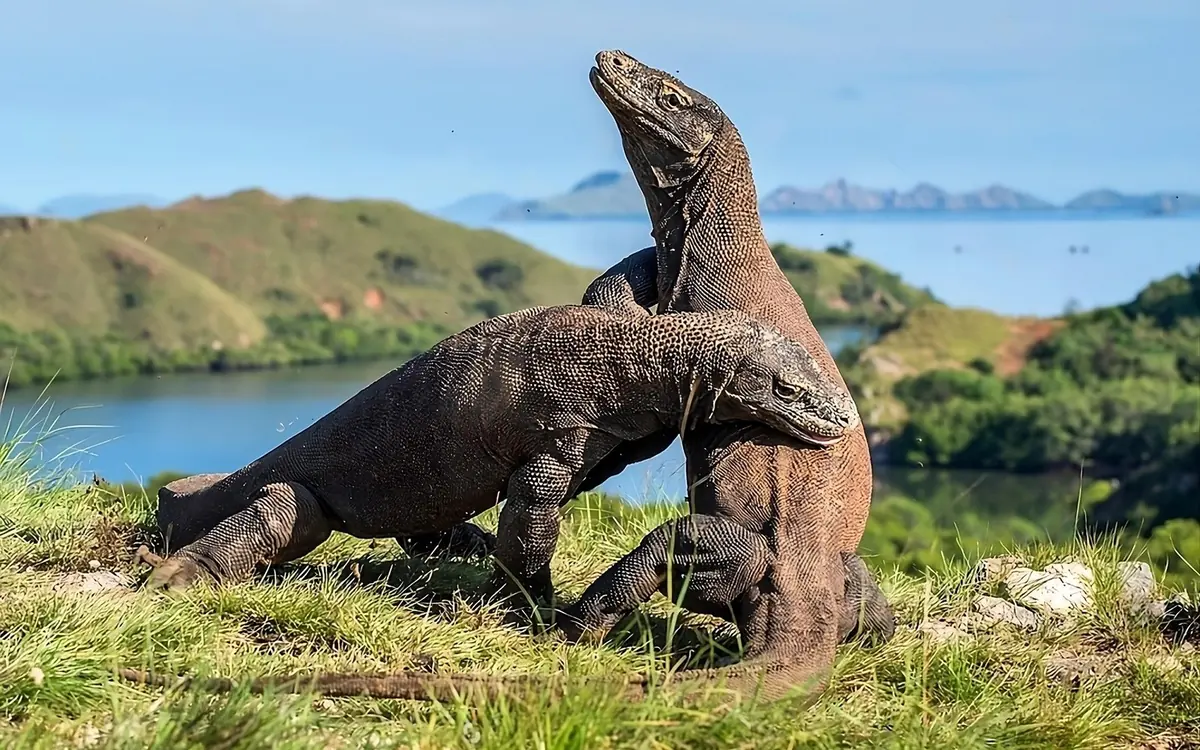A Komodo dragon standing on the grass above the water on Komodo Island