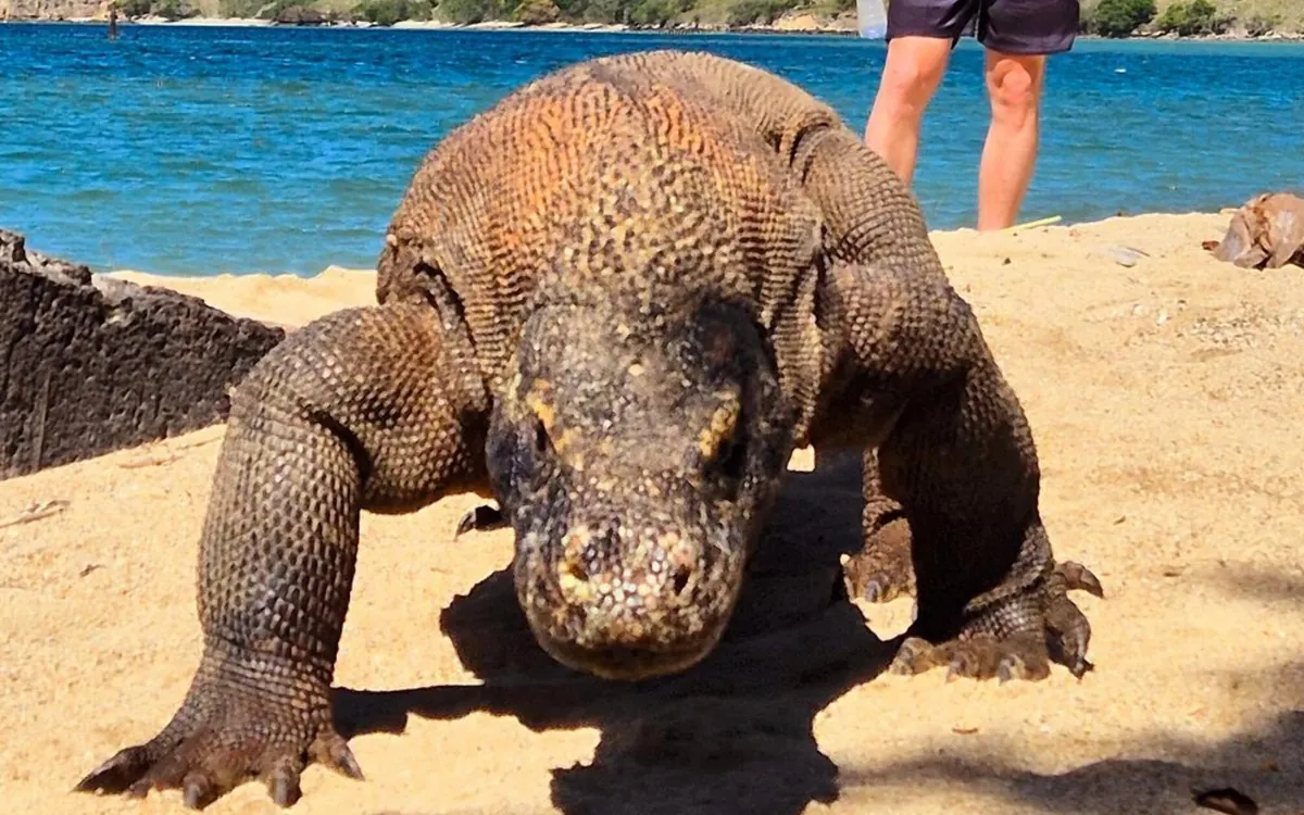 A Komodo dragon walking across pale sand at the edge of the water