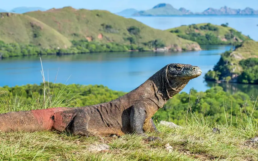 A Komodo dragon on a grassy ridge above a blue bay with islands behind it